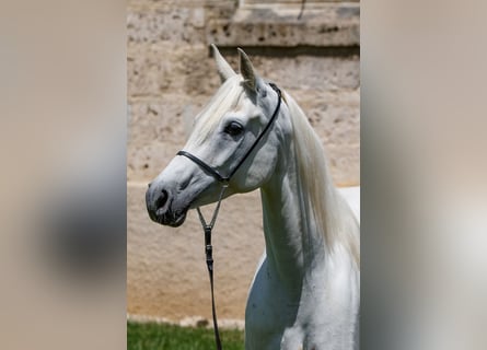 Arabian horses, Mare, 9 years, Gray