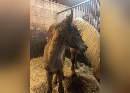 Arabian horses Mix, Mare, Foal (01/2026), 14,2 hh, Brown