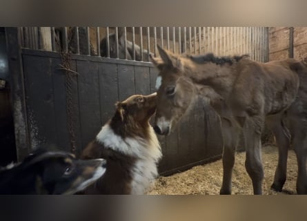 Arabian horses Mix, Mare, Foal (01/2026), 14,2 hh, Brown