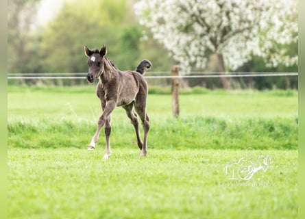 Arabian horses, Mare, Foal (03/2024), 15.1 hh, Black