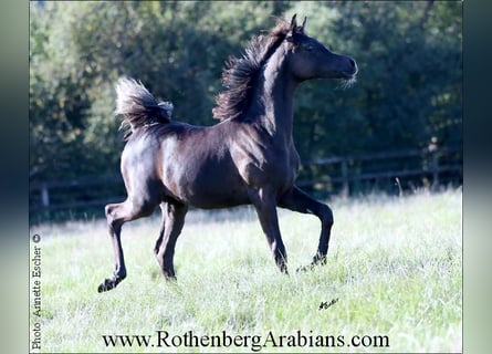 Arabian horses, Mare, Foal (04/2023), 15.1 hh, Black