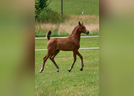 Vollblutaraber, Stute, Fohlen (04/2024), 15,1 hh