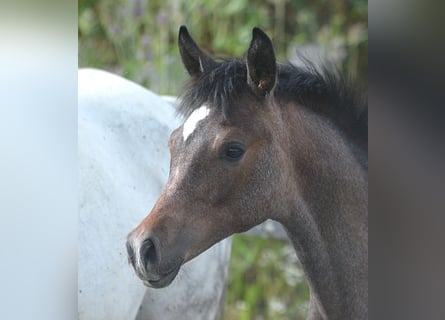 Arabian horses, Mare, Foal (01/2026), 15.1 hh, Grey