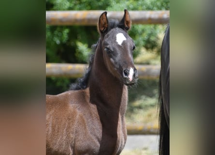 Arabian horses, Mare, , 15 hh, Black