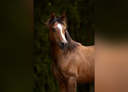 Arabian horses, Mare, Foal (03/2025), 15 hh, Brown