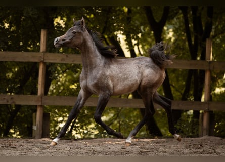 Arabian horses, Mare, Foal (04/2025), 15 hh, Grey