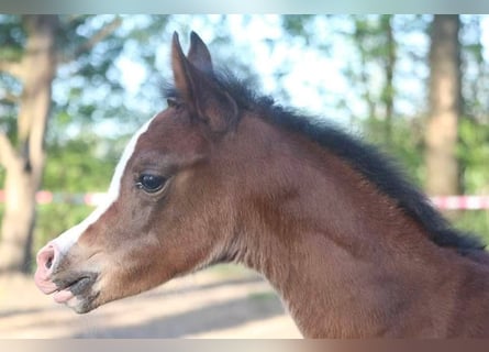 Arabian horses, Mare, , 15,1 hh, Brown