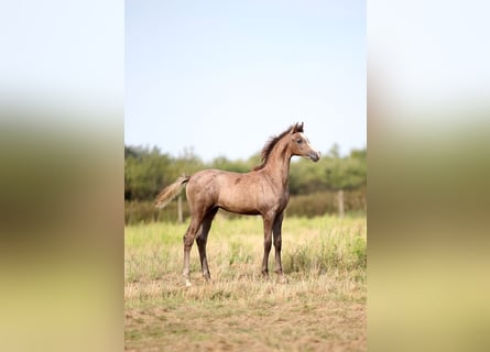 Arabian horses, Mare, Foal (05/2025), 15,1 hh, Grey