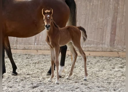 Arabian horses, Mare, , 15,2 hh, Brown