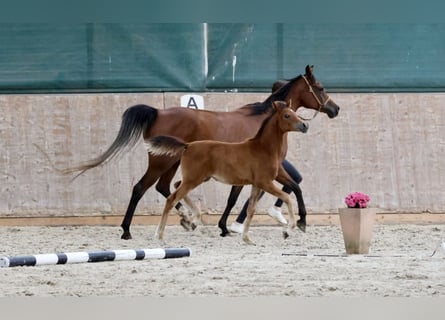 Arabian horses, Mare, , 15,2 hh, Brown