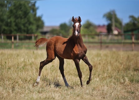 Arabian horses, Mare, , Chestnut-Red