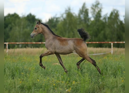 Arabian horses, Mare, Foal (02/2023), Gray
