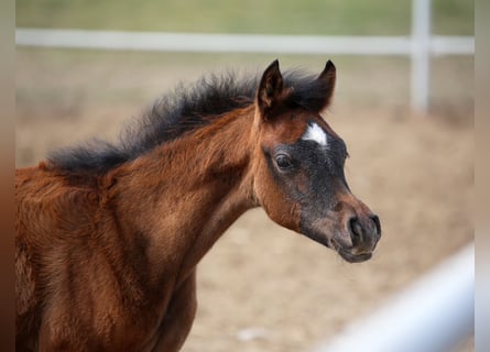 Arabian horses, Mare, Foal (02/2026), Grey