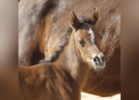 Arabian horses, Mare, Foal (02/2026), Smoky-Black