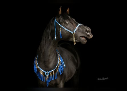 Arabian horses, Stallion, 10 years, 14,2 hh, Black