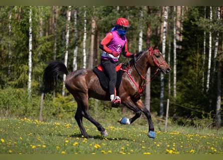 Vollblutaraber, Hengst, 10 Jahre, 14,2 hh