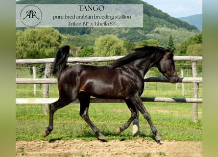 Arabian horses, Stallion, 10 years, 14,2 hh, Bay-Dark