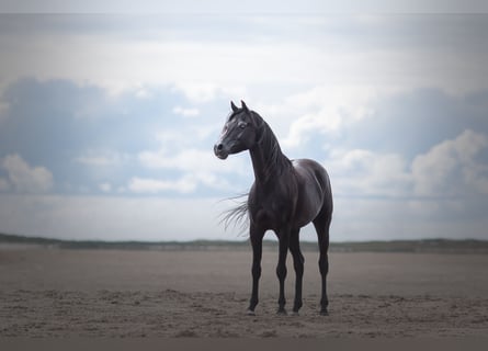 Arabian horses, Stallion, 11 years, 15.1 hh, Black