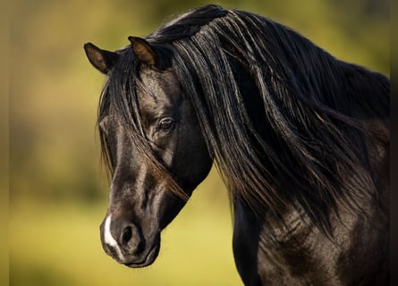 Arabian horses, Stallion, 13 years, 15.2 hh, Black