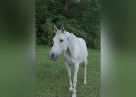 Arabian horses, Stallion, 14 years, 14.2 hh, Grey-Fleabitten