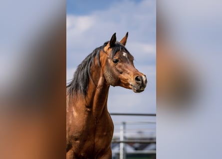 Arabian horses, Stallion, 15 years, 14,3 hh, Brown