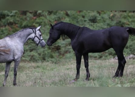 Arabian horses, Stallion, 16 years, 15 hh, Black