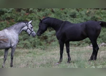 Arabian horses, Stallion, 17 years, 15 hh, Black