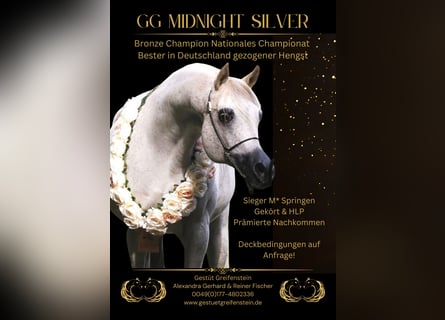 Arabian horses, Stallion, 18 years, 15,1 hh, Grey