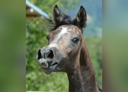 Arabian horses, Stallion, 1 year, 14,1 hh, Gray