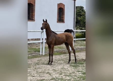 Arabian horses, Stallion, 1 year, 14.2 hh, Brown