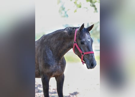 Vollblutaraber, Hengst, 1 Jahr, 14,2 hh, Schimmel