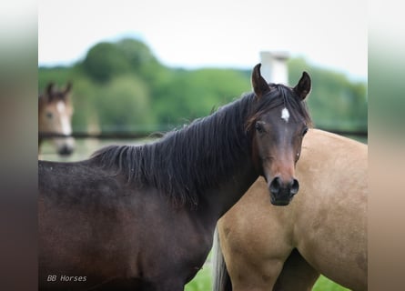 Arabian horses, Stallion, 1 year, 15,1 hh, Bay-Dark