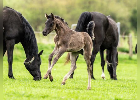 Arabian horses, Stallion, 1 year, 15,1 hh, Black