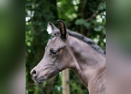 Arabian horses, Stallion, 1 year, 15,1 hh, Black