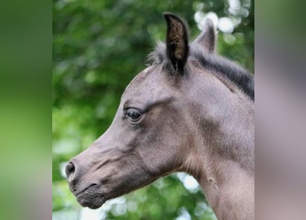 Arabian horses, Stallion, 1 year, 15,1 hh, Black