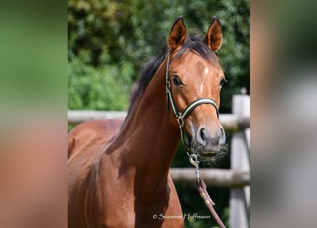 Arabian horses, Stallion, 1 year, 15,1 hh, Brown