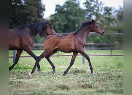 Arabian horses, Stallion, 1 year, 15,1 hh, Brown