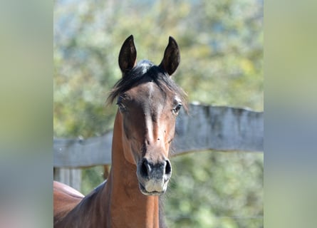 Vollblutaraber, Hengst, 1 Jahr, 15,1 hh, Brauner