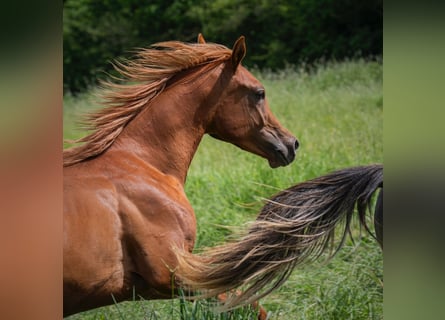 Arabian horses, Stallion, 1 year, 15.1 hh, Chestnut-Red