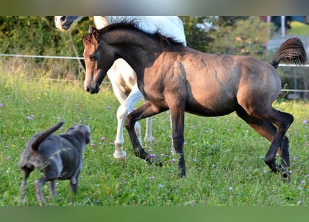 Arabian horses, Stallion, 1 year, 15.1 hh, Gray