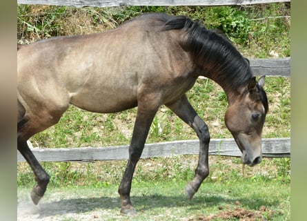 Arabian horses, Stallion, 1 year, 15.1 hh, Grey
