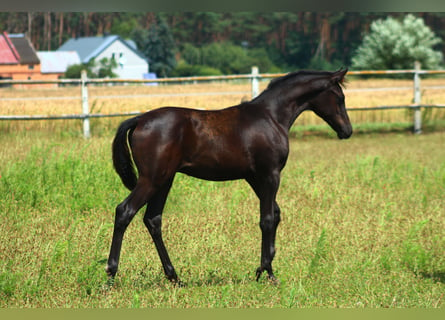 Arabian horses, Stallion, 1 year, 15,2 hh, Black