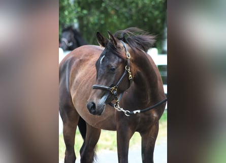Arabian horses, Stallion, 1 year, 15.2 hh, Smoky-Black