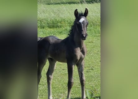 Arabian horses, Stallion, 1 year, 15 hh, Black