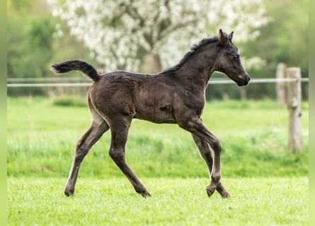 Arabian horses, Stallion, 1 year, 15 hh, Black