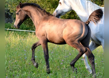 Arabian horses, Stallion, 1 year, 15 hh, Gray