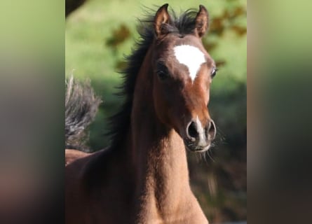 Arabian horses, Stallion, 1 year, 15,1 hh, Brown