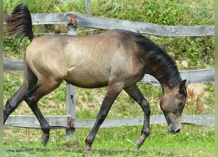 Arabian horses, Stallion, 1 year, 15,1 hh, Gray