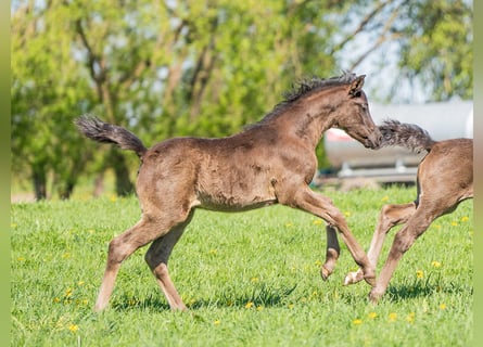 Arabian horses, Stallion, 1 year, Black