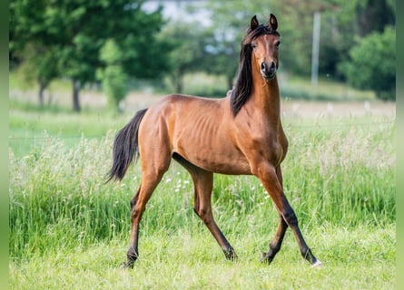 Arabian horses, Stallion, 1 year, Brown